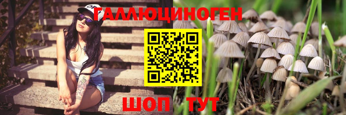 Галлюциногенные грибы Psilocybe Оренбург